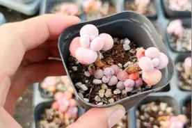 桃蛋多肉怎么养？如何避免化水掉叶子？怎么浇水？视频封面