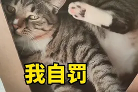 猫咪疯狂踹自己的头，他到底做错了什么？铲屎官：你接着演视频封面