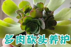 多肉植物“砍头”后，这件事别做早了，害处大于益处