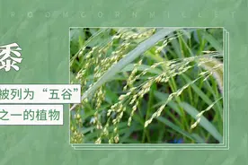被列为“五谷”之一的植物——黍视频封面