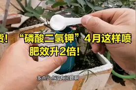 干货！“磷酸二氢钾”4月这样喷，肥效升2倍！