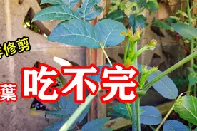 香椿好吃叶难摘！如何修剪和矮化香椿树？嫩芽多的吃不完视频封面