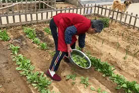 东北农村小菜园15种青菜，跟我看看都有啥？你喜欢这样的生活吗？视频封面