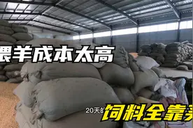 骑摩托来到久违的饲料库，喂羊成本太高，如此多的饲料只能喂20天视频封面