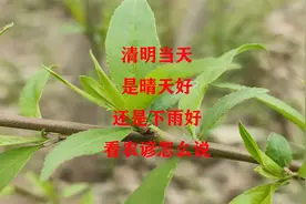 清明当天，晴天好还是下雨好，看看农谚怎么说视频封面