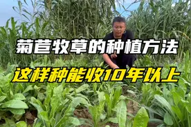 菊苣种植和管理方法，产量达10吨多，种一亩地几十元，收割10年视频封面
