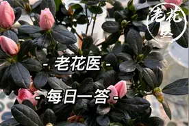 杜鹃花苞发蔫有黄斑怎么办？球兰叶片下垂怎么回事？每日一答视频封面