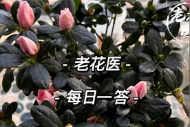 杜鹃花苞发蔫有黄斑怎么办？球兰叶片下垂怎么回事？每日一答视频封面