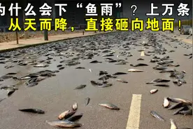 为什么会下“鱼雨”？上万条鱼从天而降，直接砸向地面！视频封面