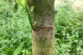 果树管理：柑橘环割口流胶易使树兜霉烂得脚腐病，该如何处理视频封面