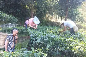 原生态无污染的茶叶，大哥摘茶叶直接生吃，这种茶叶喝着才放心