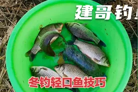 轻口鱼，滑口鱼怎么调漂？干货都在这里，3分钟就学会视频封面