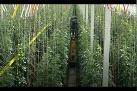探秘中国最大的番茄智能温室之一,全程智能化,产量惊人视频封面