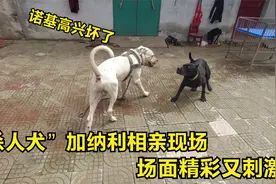 西班牙纯种“杀人犬”婚配了，诺基看见母狗就兴奋，这次能成功吗视频封面
