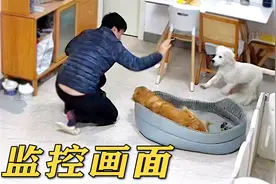 监控画面：大金毛偷吃被主人揍，小金毛反应绝了！视频封面