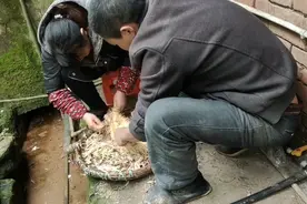 鸭子好吃，毛真的是太难拔了