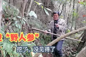 四川农村山珍多，小志父子上山挖了一下午，冬天炖肉是大补