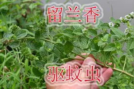 香料用植物“留兰香”，驱蚊杀虫好帮手，生活中您了解吗？