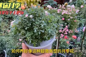 如何养好超微类型的月季花？分享一点我的养护经验