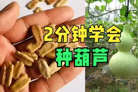 葫芦还用花钱买吗？教大家3月份在家自己种，种植全套技术分享视频封面