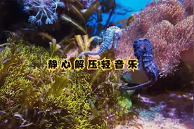 沧海桑田，我心不惊，自然安稳，随缘自在，不悲不喜，便是晴天。视频封面