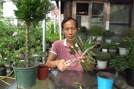 嫁接长寿花的最好砧木，学会这样扦插，半年时间就能长到2公分粗视频封面