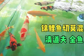 锦鲤鱼混养清道夫青苔鼠金鱼是大忌？听听养鱼小伙怎么说视频封面