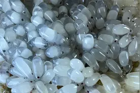 大齐赶海，发现一群八爪鱼小宝宝马上要出生了，一粒粒像大米一样视频封面