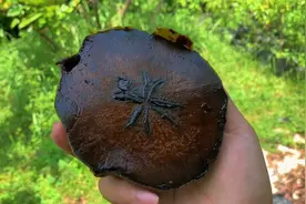 巧克力味儿的柿子了解一下视频封面