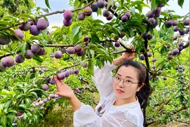 四川李子五月脆成熟了，悦悦不远千里去果园实拍，看今年品质咋样视频封面