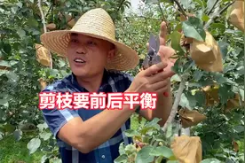 丰产小窍门：修剪枝条一定要注意前后平衡，抑制前面，促进后面！视频封面