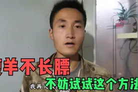 俗话说“食醋喂瘦羊，羊倌不用忙”，食醋对调理瘦羊的重要性视频封面