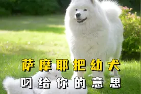 母萨摩耶为何要把幼崽叼给主人？背后的原因宠主要知道！视频封面
