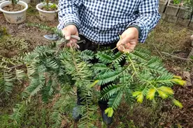 盆栽红豆杉为何大受欢迎？老杨分析原因：功能实用可以净化空气视频封面