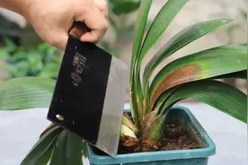 拯救烂芯的君子兰还是这2办法最快速有效，“立马”长成群兰视频封面