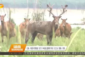 喜讯！34头珍稀麋鹿在南洞庭湖“安家”视频封面