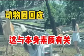 动物园回应女子下车喂鹿被踢：这与他们本身的素质有关视频封面