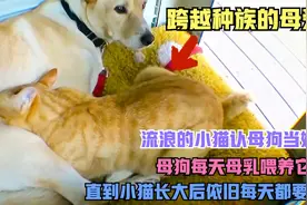 流浪猫认母狗当妈妈，母狗每天都要母乳喂养，男主人一招解决问题视频封面