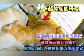 流浪猫认母狗当妈妈，母狗每天都要母乳喂养，男主人一招解决问题视频封面