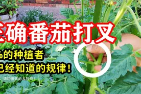 如何正确为番茄打叉：做对了产量倍增，轻信谣言减产减收！视频封面