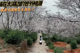 苏州太湖边隐藏着一个世外桃源，满山遍野开满樱花，风景太美了视频封面