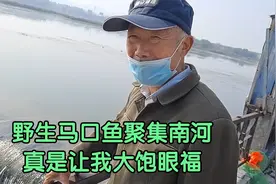 湖北谷城县南河出现几十年没见过的马口鱼群聚集.真让我大饱眼福视频封面