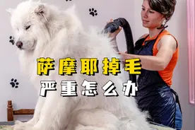 萨摩耶掉毛太严重怎么办？看这里就知道。视频封面
