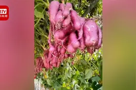 奇观！农业专家用牵牛花嫁接出空中红薯 红薯单株可产40斤视频封面