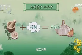 大蒜解浊毒，可与海鲜同食！怎么吃大蒜最好？专家讲解|健康之路视频封面