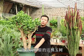 玉树狠心剪成“秃子”，不到1年变繁茂，冬天这样养，油绿不打蔫视频封面