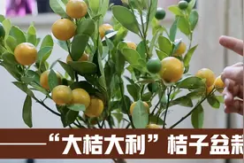 过年摆盆橘子树，金色果实挂满树，寓意富贵喜庆、丰收大吉