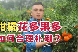 柑橘花期保果，如何合理补硼，花多果多产量翻翻视频封面