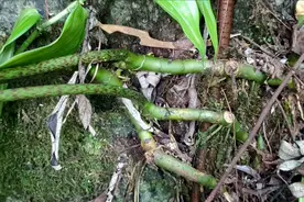 农村不起眼的植物：竹根七，四川陕西居多，有什么用处呢视频封面