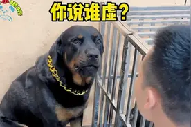 狗狗腿抖得厉害别人以为其被虐待，主人说出原因，狗狗羞愧了视频封面